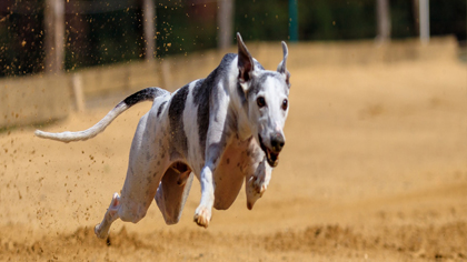 National Greyhound Association 