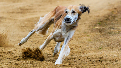  Kennel Club