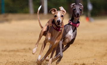 racing kennels