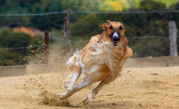 Greyhounds