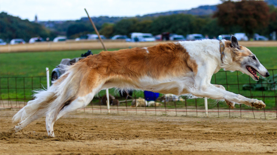 Britain owning a greyhound